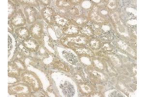 ABIN6255413 and ABIN6267124 at 1/100 staining human normal kidney tissue by IHC-P. (LIPE Antikörper  (pSer563, pSer853))