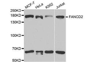 Western blot analysis of extracts of various cell lines, using FANCD2 antibody. (FANCD2 Antikörper  (AA 1-230))