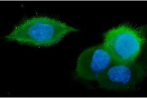 IF analysis of GM130 using anti-GM130 antibody (ABIN6719432). (Golgin A2 (GOLGA2) (AA 796-913) Antikörper)