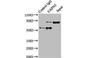 Immunoprecipitating CAPN2 in Hela whole cell lysate Lane 1: Rabbit control IgG instead of ABIN7146540 in Hela whole cell lysate. (Calpain 2 Antikörper  (Catalytic Subunit))