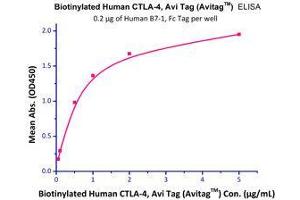 Immobilized Human B7-1, Fc Tag (HPLC-verified) with a linear range of 50 - 500 ng/mL. (CD80 Protein (CD80) (AA 35-242) (Fc Tag))