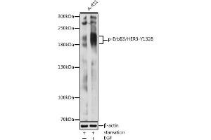 Western blot analysis of extracts of A-431 cells, using Phospho-ErbB3/HER3-Y1328 antibody (ABIN3020003, ABIN3020004, ABIN3020005 and ABIN7101868) at 1:2000 dilution. (ERBB3 Antikörper  (pTyr1328))