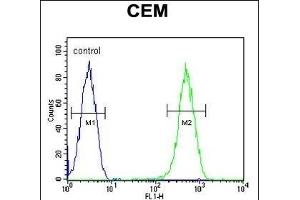 CRCT1 Antibody (N-term) (ABIN653986 and ABIN2843928) flow cytometric analysis of CEM cells (right histogram) compared to a negative control cell (left histogram). (CRCT1 Antikörper  (N-Term))