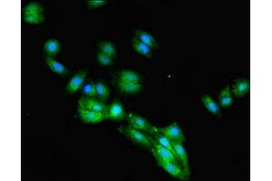 Immunofluorescence (IF) image for anti-neonatal Fc Receptor (FcRn) (AA 24-297) antibody (ABIN7156043)