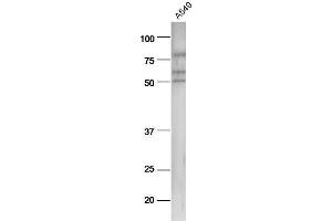A549 cell lysates probed with Anti-pan-Cytokeratin Polyclonal Antibody, Unconjugated  at 1:5000 90min in 37˚C.