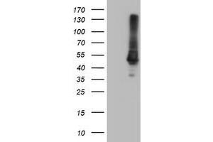 Image no. 3 for anti-Carboxypeptidase A1 (Pancreatic) (CPA1) antibody (ABIN1497589) (CPA1 Antikörper)