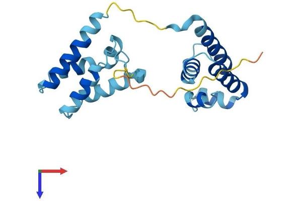 TCEANC2 Protein (AA 1-207) (His tag)