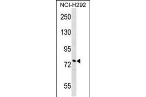 Western blot analysis in NCI-H292 cell line lysates (35ug/lane). (NOLC1 Antikörper  (N-Term))