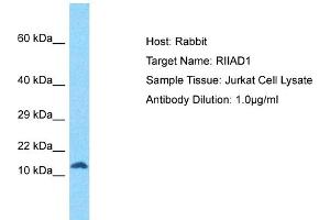 Host: Rabbit Target Name: RIIAD1 Sample Tissue: Human Jurkat Whole Cell Antibody Dilution: 1ug/ml (RIIAD1 Antikörper  (N-Term))