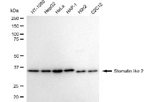 Western blotting analysis using Stomatin like 2 antibody (ABIN7800442). (Rekombinanter STOML2 Antikörper)