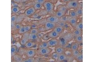 IHC-P analysis of Mouse Tissue, with DAB staining. (PIGR Antikörper  (AA 135-237))