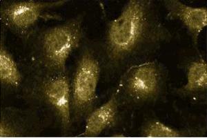 Immunofluorescence staining of human endothelial cells. (Cullin 2 Antikörper  (AA 18-182))