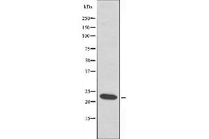 Western blot analysis of extracts from HepG2 cells using HSPB2 antibody. (HSPB2 Antikörper  (Internal Region))