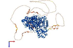 SEC24D Protein (AA 1-1032) (His tag)