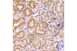 Immunohistochemistry of paraffin-embedded mouse kidney using CYP51A1 Antibody (ABIN5973683) at dilution of 1/100 (40x lens). (CYP51A1 Antikörper)