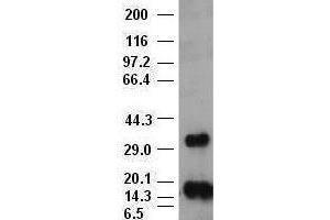 bFGF antibody (3D9) at 1:1000 + Recombinant human bFGF