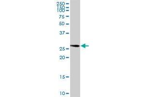 Western Blotting (WB) image for anti-Enolase-Phosphatase 1 (ENOPH1) (AA 1-261) antibody (ABIN528344)