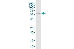 MARS2 monoclonal antibody (M03), clone 7C3. (MARS2 Antikörper  (AA 1-106))