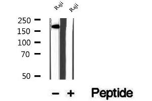 Western blot analysis of extracts of Raji cells, using KIDINS220 antibody. (KIDINS220 Antikörper  (Internal Region))