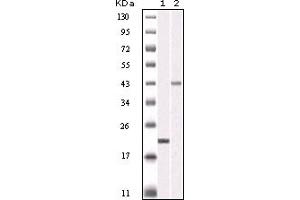 Western Blotting (WB) image for anti-Aurora Kinase B (AURKB) (truncated) antibody (ABIN2464014) (Aurora Kinase B Antikörper  (truncated))