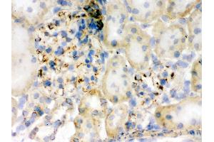 Immunohistochemistry (IHC) image for anti-Flotillin 2 (FLOT2) (AA 169-344) antibody (ABIN3042393)