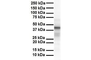 Western Blotting (WB) image for anti-TAP Binding Protein (Tapasin) (TAPBP) (C-Term) antibody (ABIN2782218)