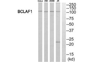 Western Blotting (WB) image for anti-BCL2-Associated Transcription Factor 1 (BCLAF1) (Internal Region) antibody (ABIN1850887) (BCLAF1 Antikörper  (Internal Region))