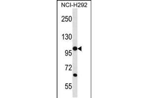Western blot analysis in NCI-H292 cell line lysates (35ug/lane). (PCDHB12 Antikörper  (C-Term))