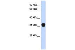 Image no. 1 for anti-Dynein, Axonemal, Light Intermediate Chain 1 (DNALI1) (N-Term) antibody (ABIN6741250)