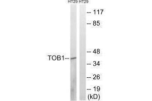 Western blot analysis of extracts from HT-29 cells, treated with serum (20 % , 15 mins), using TOB1 (Ab-164) antibody. (Protein Tob1 (TOB1) (Ser164) Antikörper)