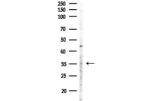 Western blot analysis of lysates from RAW264.