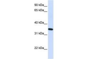 Image no. 1 for anti-Reticulon 1 (RTN1) (AA 36-85) antibody (ABIN6741062) (Reticulon 1 Antikörper  (AA 36-85))
