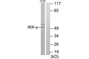 Western blot analysis of extracts from COS-7 cells, using IKK- gamma antibody. (IKBKG Antikörper  (Internal Region))