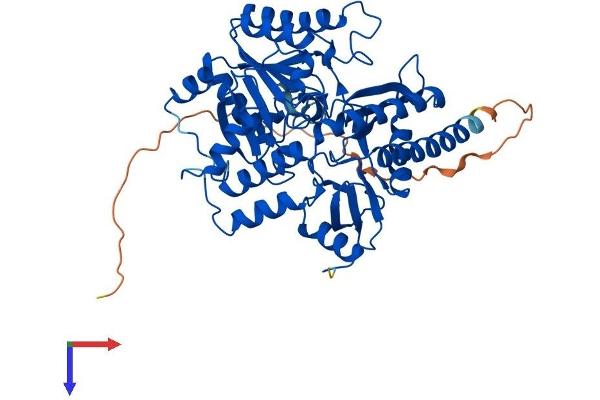 AGXT2L1 Protein (AA 1-499) (His tag)