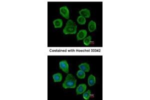 Immunofluorescence (IF) image for anti-Prostaglandin F2 Receptor Negative Regulator (PTGFRN) (C-Term) antibody (ABIN2856576)