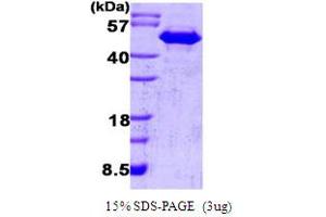 SDS-PAGE (SDS) image for Cell Division Cycle 37 Homolog (S. Cerevisiae) (CDC37) (AA 1-378) protein (ABIN666715) (CDC37 Protein (AA 1-378))