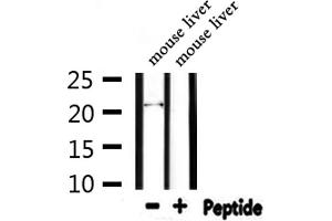 Western blot analysis of extracts from mouse liver, using FGF6 Antibody. (FGF6 Antikörper  (N-Term))