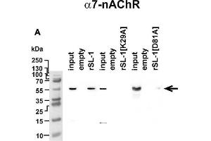 Analysis of rSLURP-1 targets in A549 cells. (CHRNA7 Antikörper  (AA 52-259))
