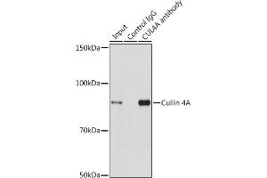 Immunoprecipitation analysis of 200 μg extracts of HeLa cells using 3 μg Cullin 4A antibody (ABIN3016905, ABIN3016906, ABIN3016907 and ABIN6219875). (Cullin 4A Antikörper)