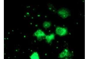 Anti-PGAM2 mouse monoclonal antibody (ABIN2454930) immunofluorescent staining of COS7 cells transiently transfected by pCMV6-ENTRY PGAM2 (RC200701). (PGAM2 Antikörper)