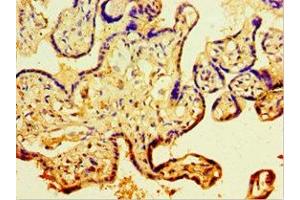 Immunohistochemistry (IHC) image for anti-Cadherin 11 (CDH11) (AA 637-796) antibody (ABIN7146201)