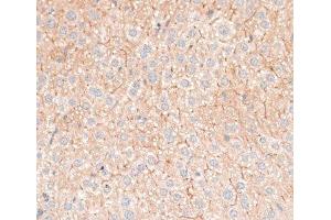 Immunohistochemistry of paraffin-embedded Mouse liver using CDH18 Polyclonal Antibody at dilution of 1:100 (40x lens). (CDH18 Antikörper)