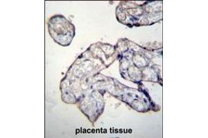 TRIP13 Antibody (C-term) (ABIN656567 and ABIN2845827) immunohistochemistry analysis in formalin fixed and paraffin embedded human placenta tissue followed by peroxidase conjugation of the secondary antibody and DAB staining. (TRIP13 Antikörper  (C-Term))