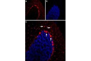 Expression of 5-Hydroxytryptamine receptor 2B in mouse cerebellum - Immunohistochemical staining of mouse cerebellum using Anti-5HT2B Receptor (HTR2B) (extracellular) Antibody (ABIN7043619, ABIN7045288 and ABIN7045289) (1:400). (Serotonin Receptor 2B Antikörper  (Extracellular, N-Term))