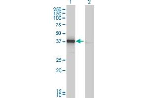 Western Blot analysis of DNAJB4 expression in transfected 293T cell line by DNAJB4 monoclonal antibody (M01), clone 1H2-3G4. (DNAJB4 Antikörper  (AA 1-337))