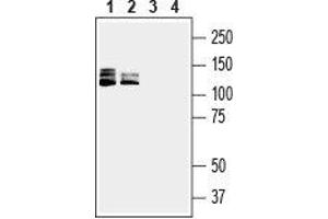 Western blot analysis of human Jurkat T-cell leukemia cell line lysate (lanes 1 and 3) and human HL-60 promyelocytic leukemia cell line lysate (lanes 2 and 4): - 1,2. (SEMA4D/CD100 Antikörper  (Extracellular, N-Term))