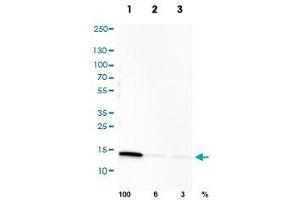 Western Blot analysis of U-251cell transfected with (1) control siRNA, (2) target specific siRNA probe #1, (3) target specific siRNA probe #2 using PPIB monoclonal antibody, clone CL3901. (PPIB Antikörper)