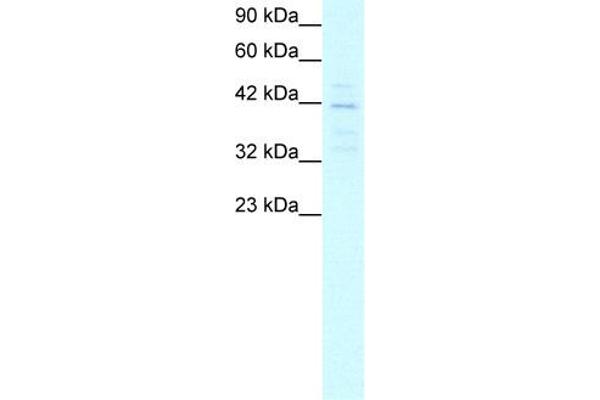 MORF4L1 antibody  (Middle Region)
