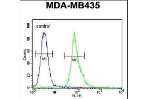 AKT1 Antibody (Thr308) (ABIN654500 and ABIN2844231) flow cytometric analysis of MDA-M cells (right histogram) compared to a negative control cell (left histogram). (AKT1 Antikörper  (Thr308))