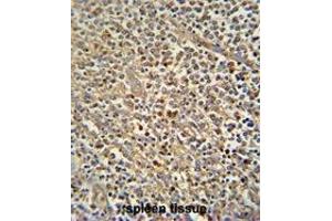 ZN180 antibody (N-term) immunohistochemistry analysis in formalin fixed and paraffin embedded human spleen tissue followed by peroxidase conjugation of the secondary antibody and DAB staining. (ZNF180 Antikörper  (N-Term))